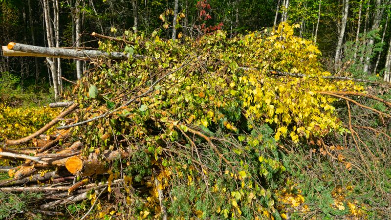 Undergrowth Removal